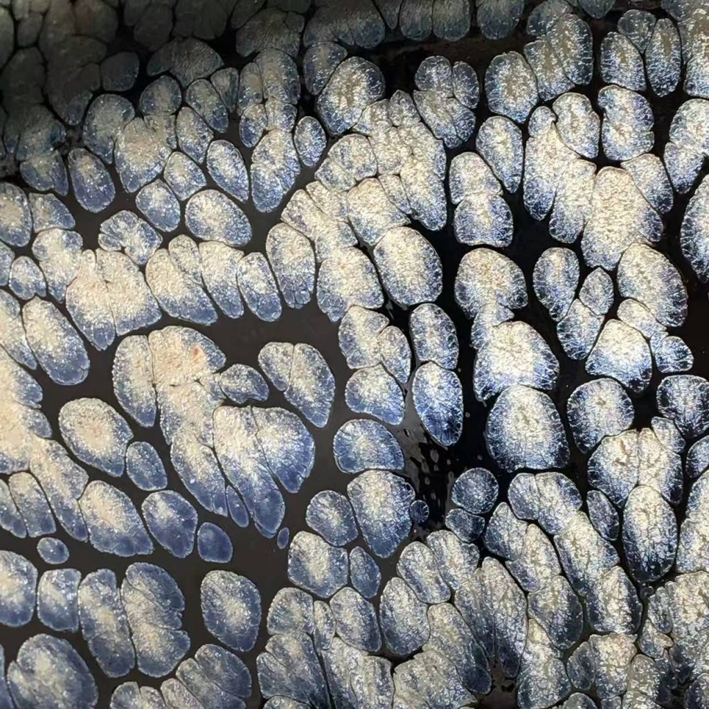 mmexport1493453563406