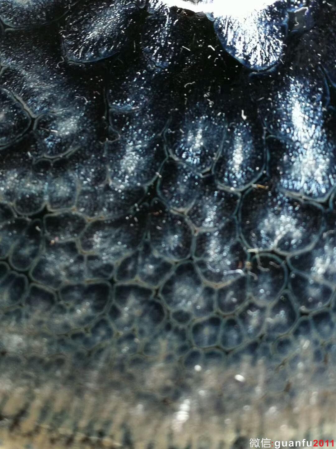 mmexport1509360822919