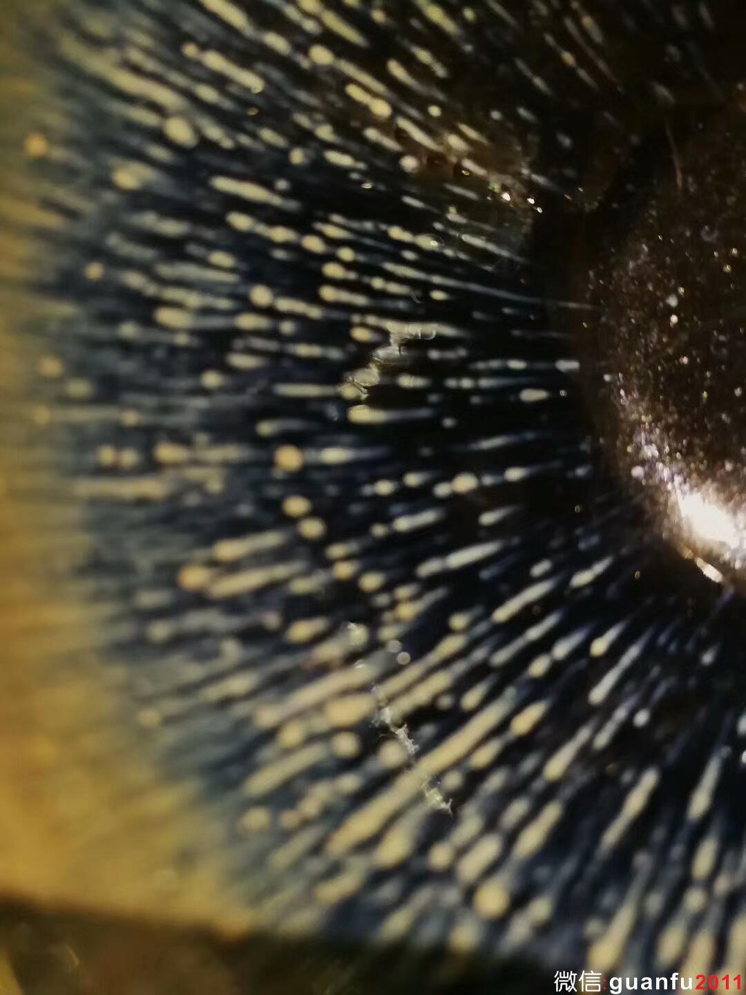 mmexport1513074645331