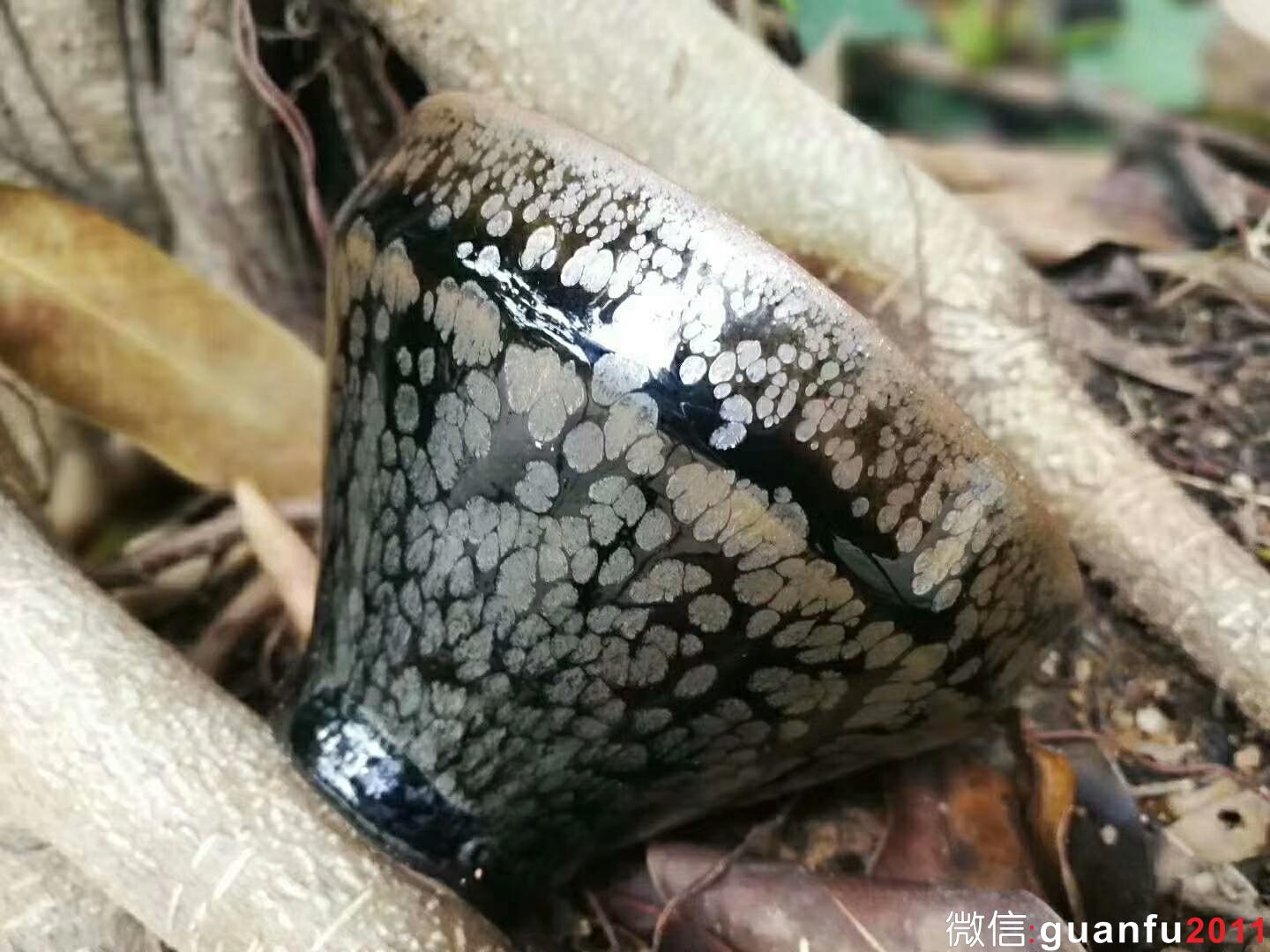 楊敏老師“古鳥”：口徑9.3*6.8