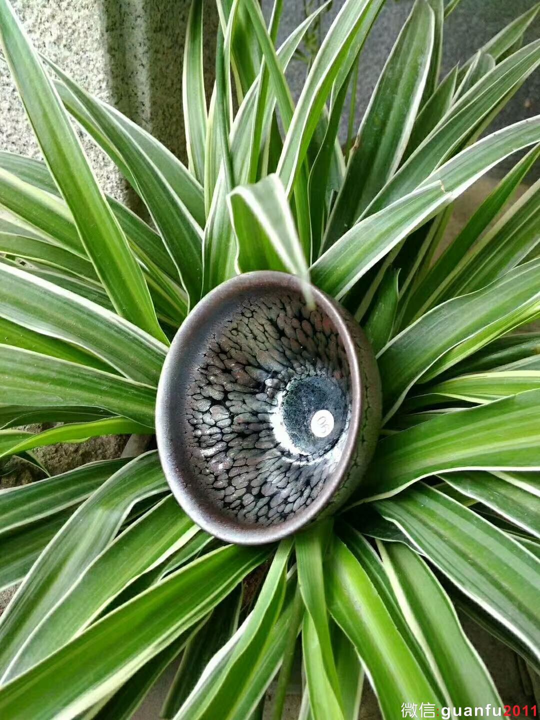 mmexport1524797359431