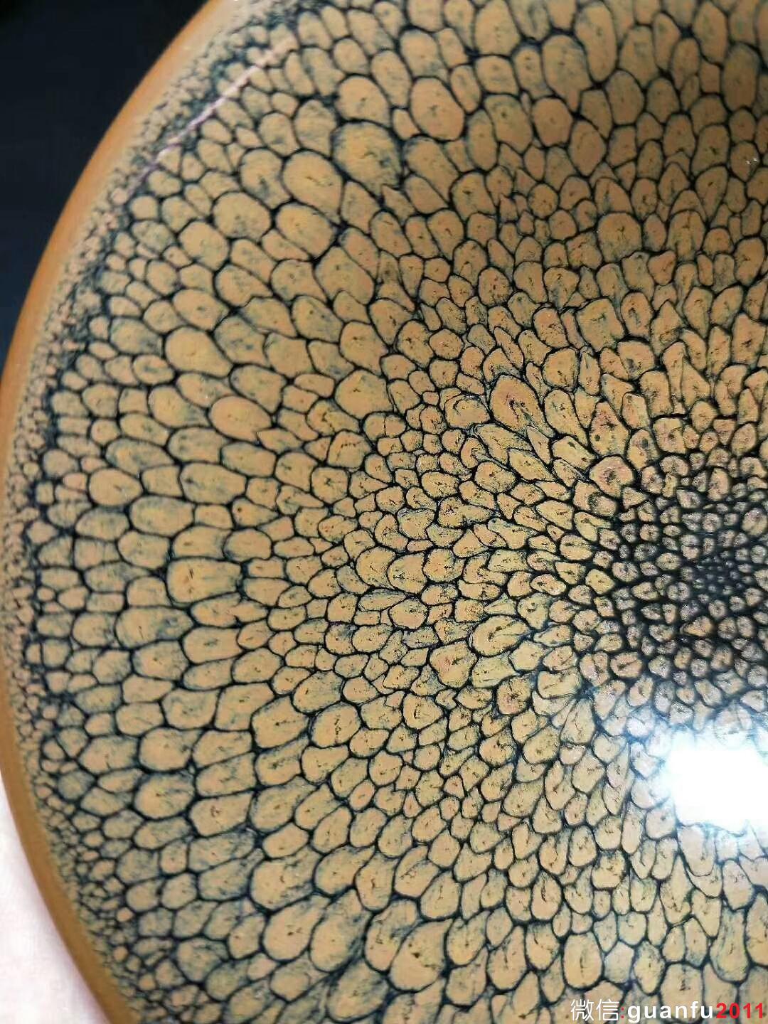 陳大鵬老師 黃鷓鴣斑：口徑10.5