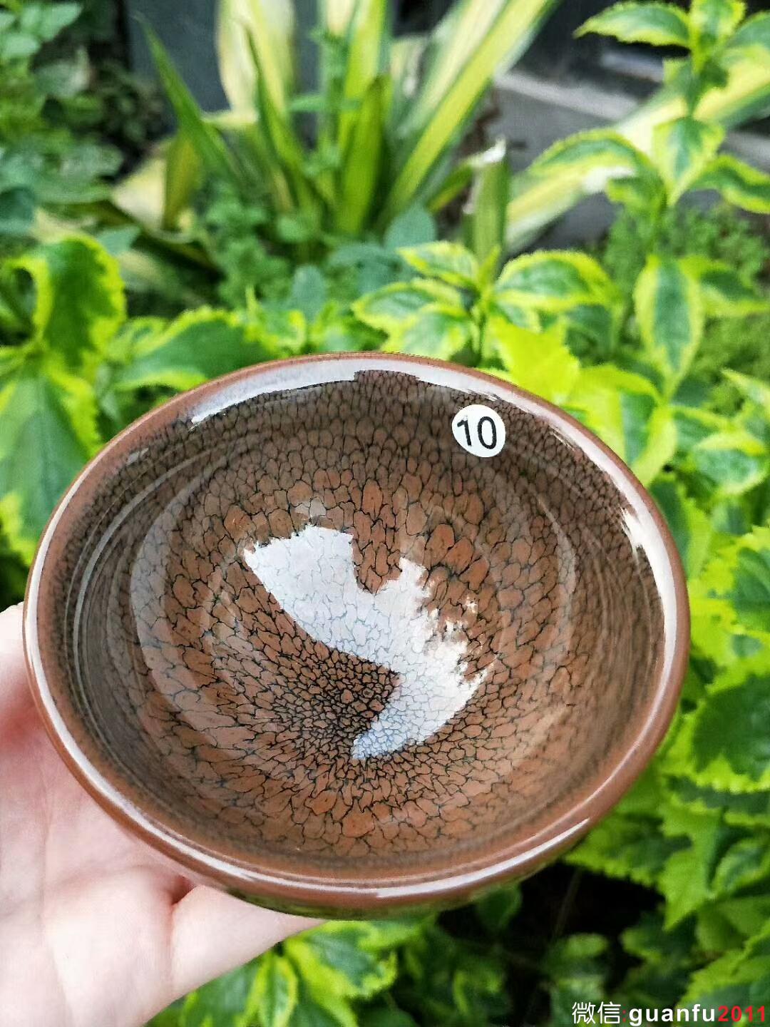 陳大鵬 黃鷓鴣斑：口徑9.5