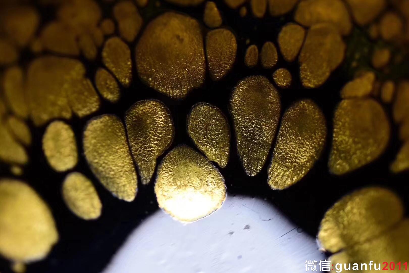 范澤鋒研究員級高級工藝美術(shù)大師  特級精品金油滴/鐵胎 柿圓型口徑:8.8公分高5公分 售價(jià)55000