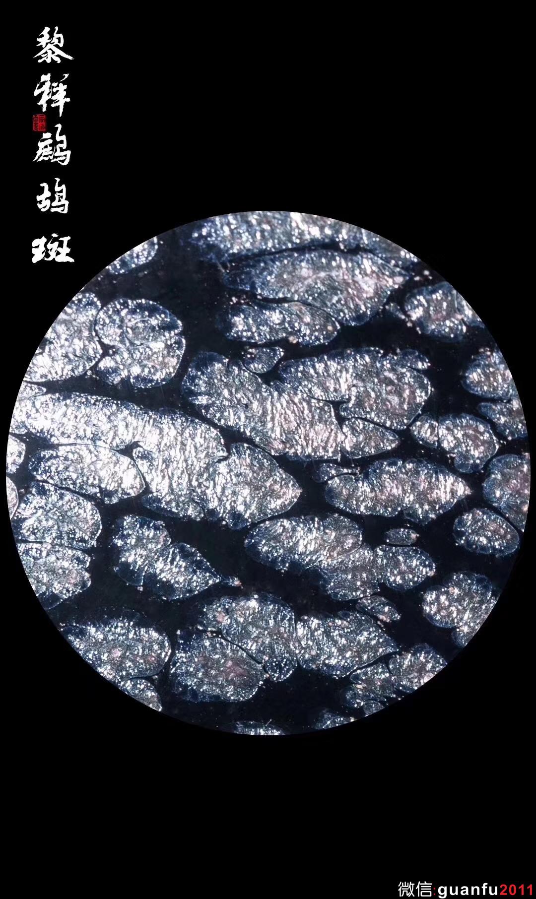 黎祥老師  鷓鴣斑