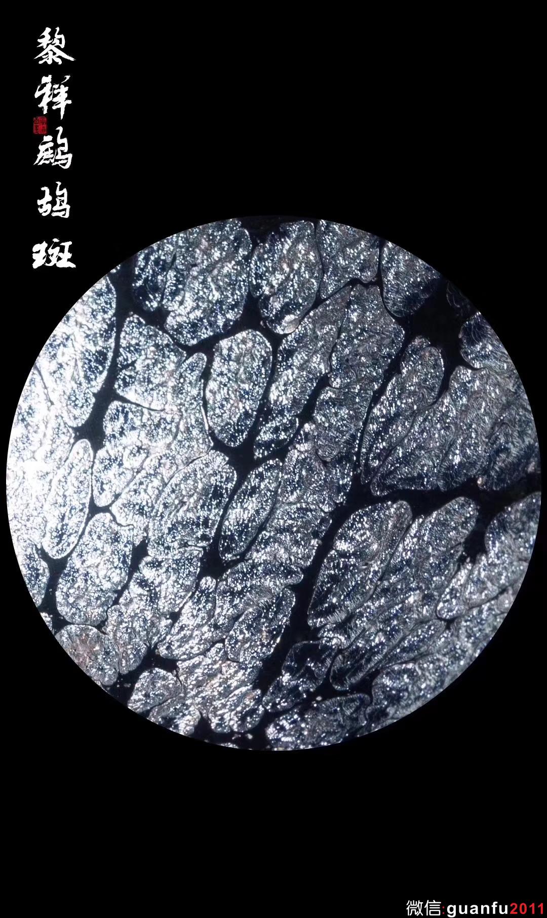 黎祥老師  鷓鴣斑