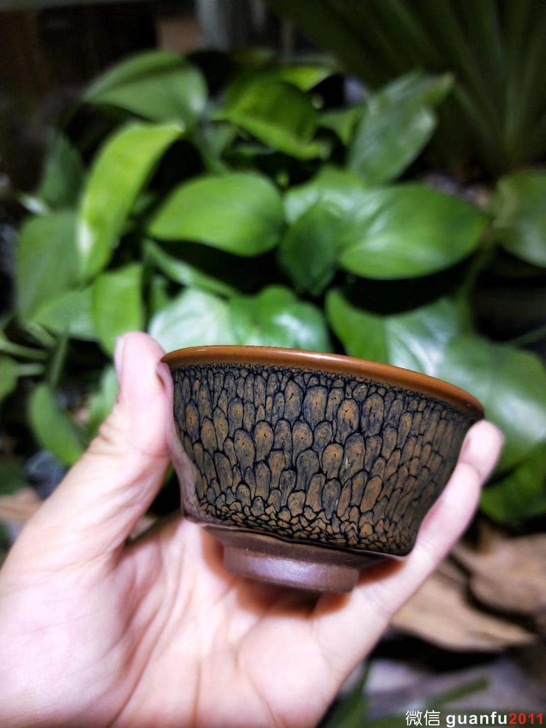 陳大鵬老師 6.8口徑 黃鷓鴣