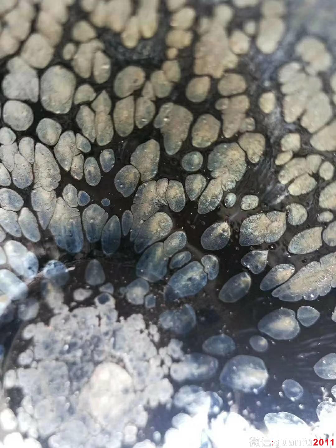 mmexport1531724431802