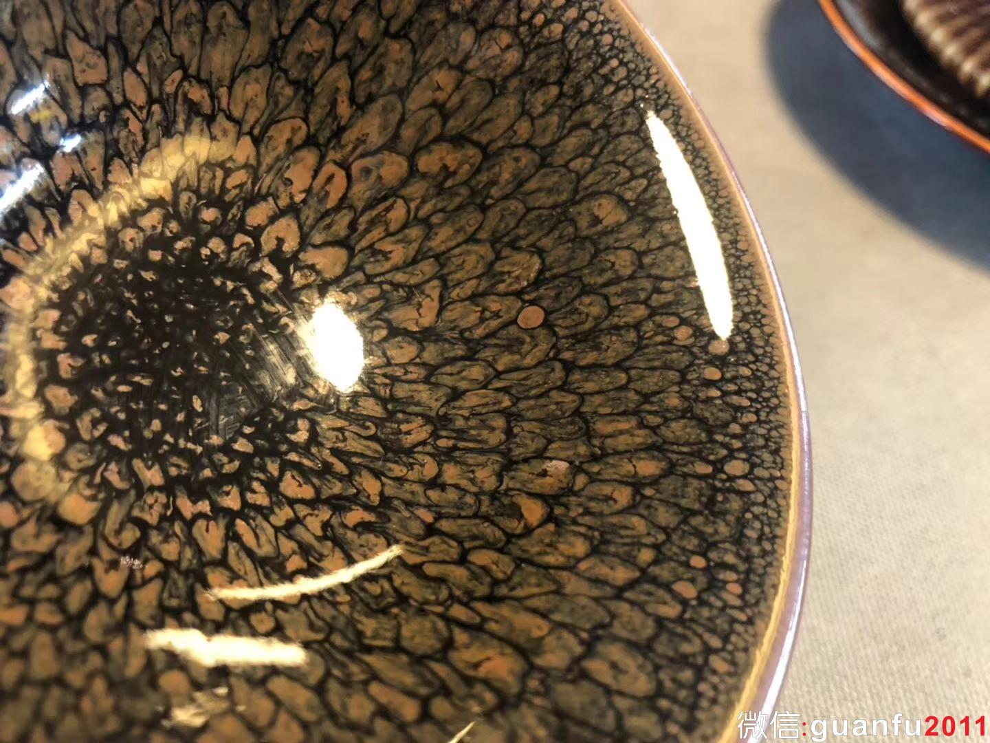 陳大鵬老師 10.5（鷓鴣斑）