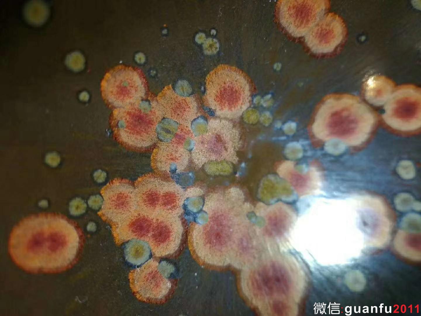 蔡炳盛火鳳凰 口徑:9.0  高:5