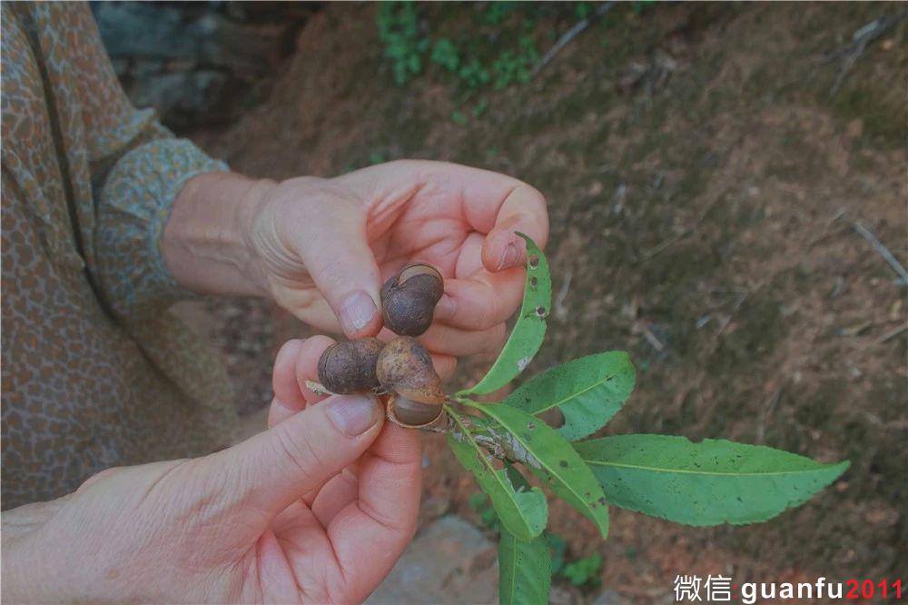 中國的建窯 世界的建盞--尚吉雷和長江惣吉建盞彩光曜變工藝原理分析
